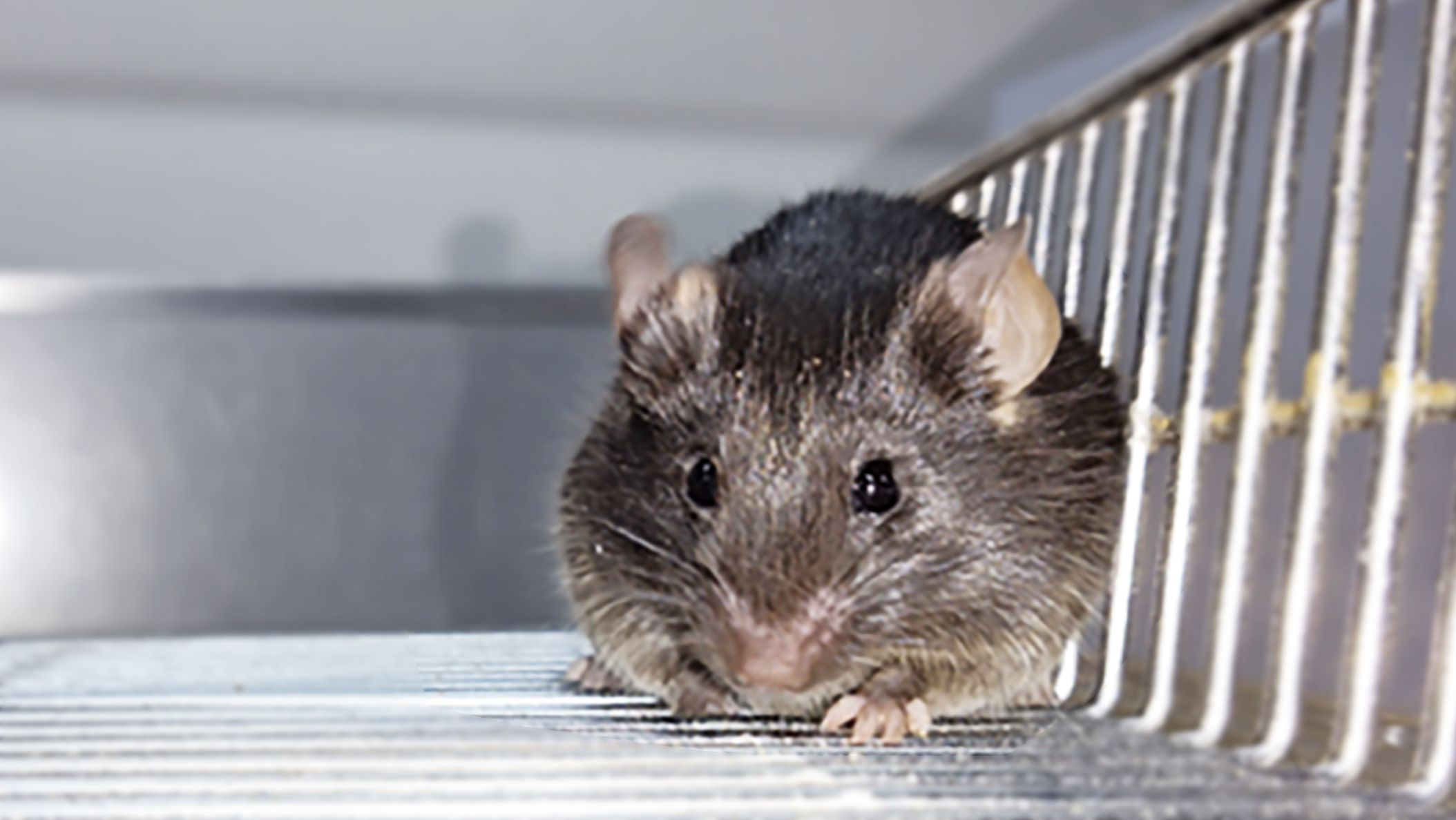 ����ģ��