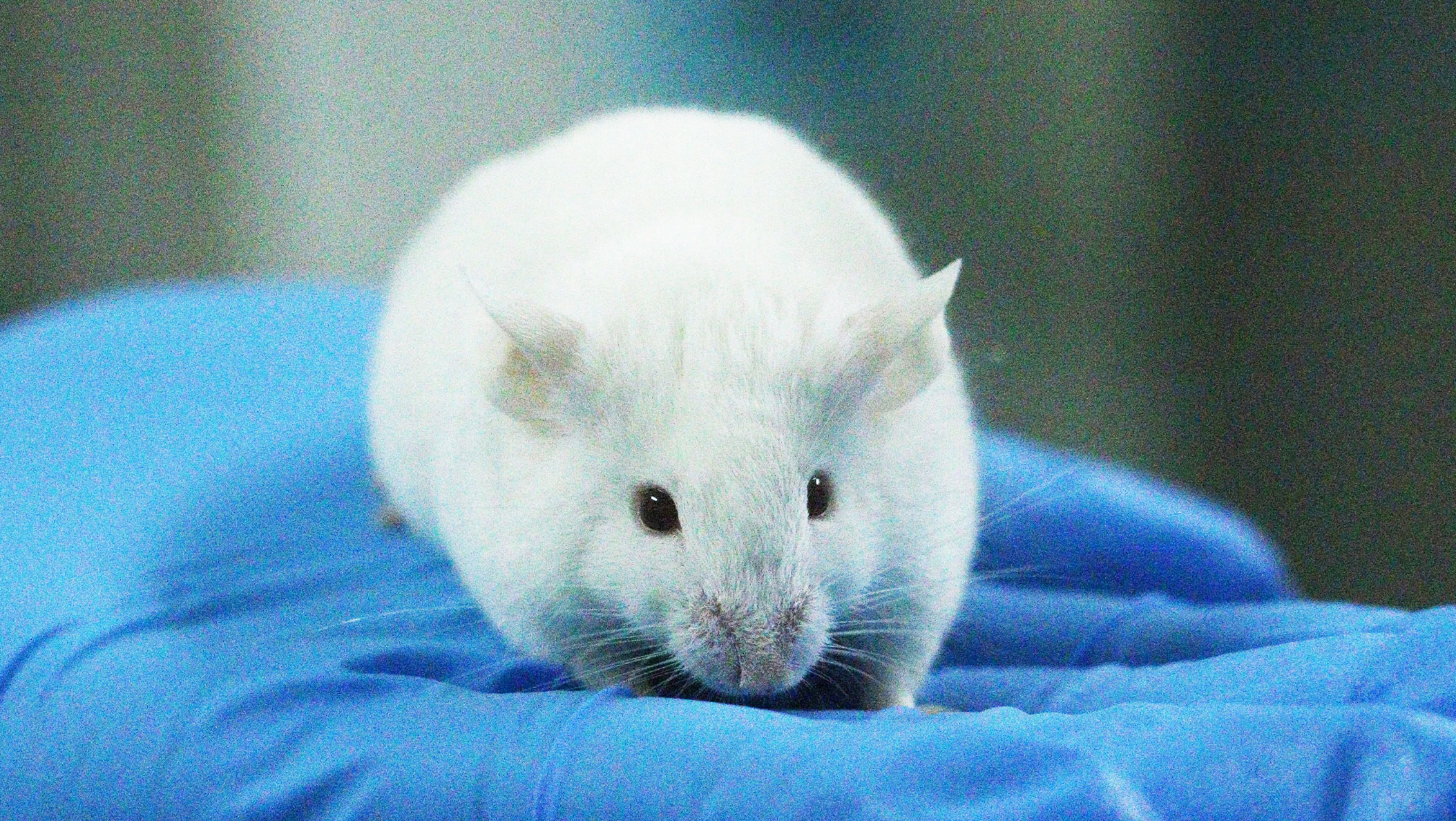 ����ά��